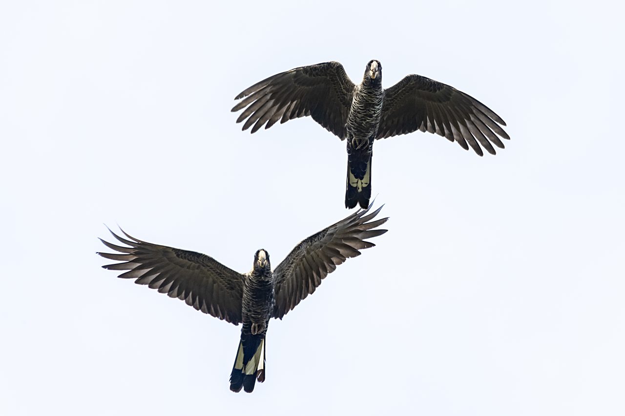 Two dark-plumaged birds in flight against a pale sky