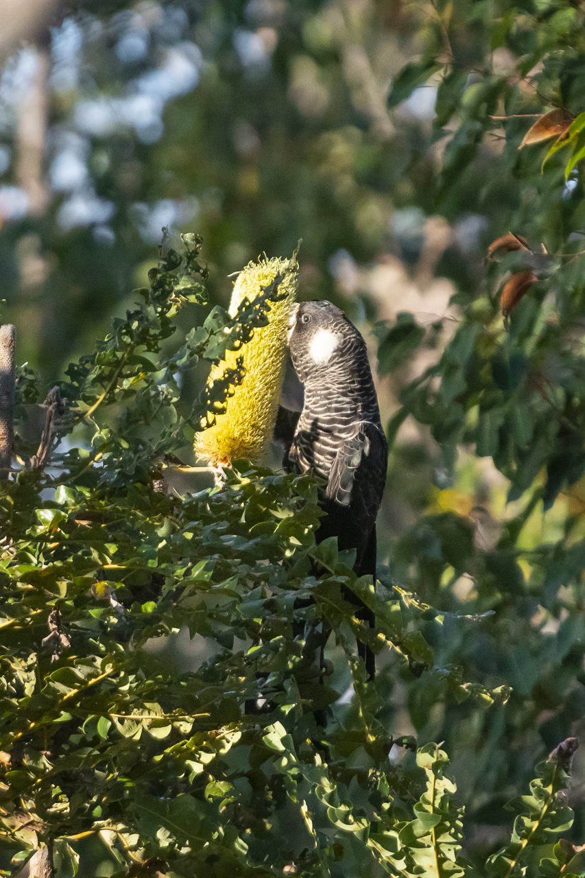 A dark-plumaged bird among foliage beside a yellow flower spike