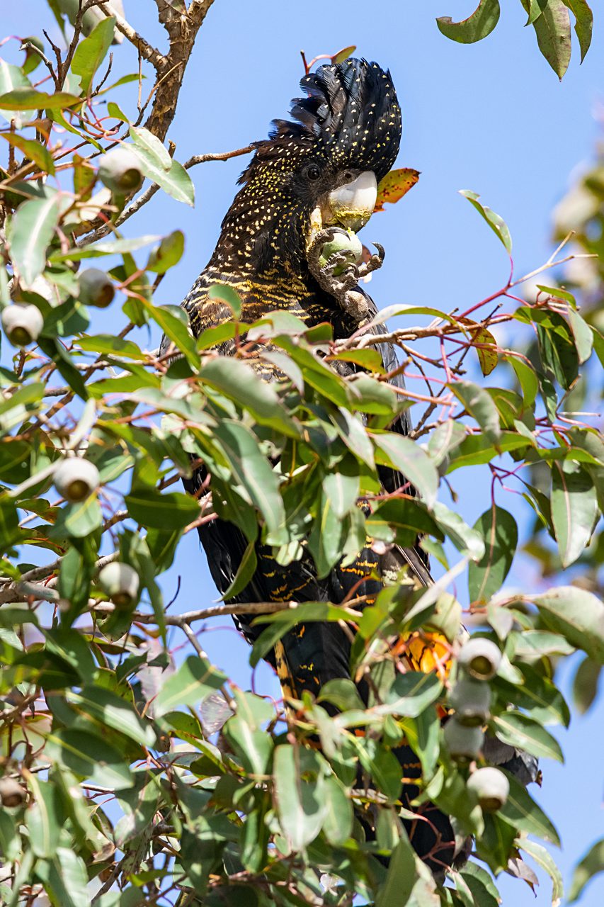 A crested dark-plumaged bird among leafy branches